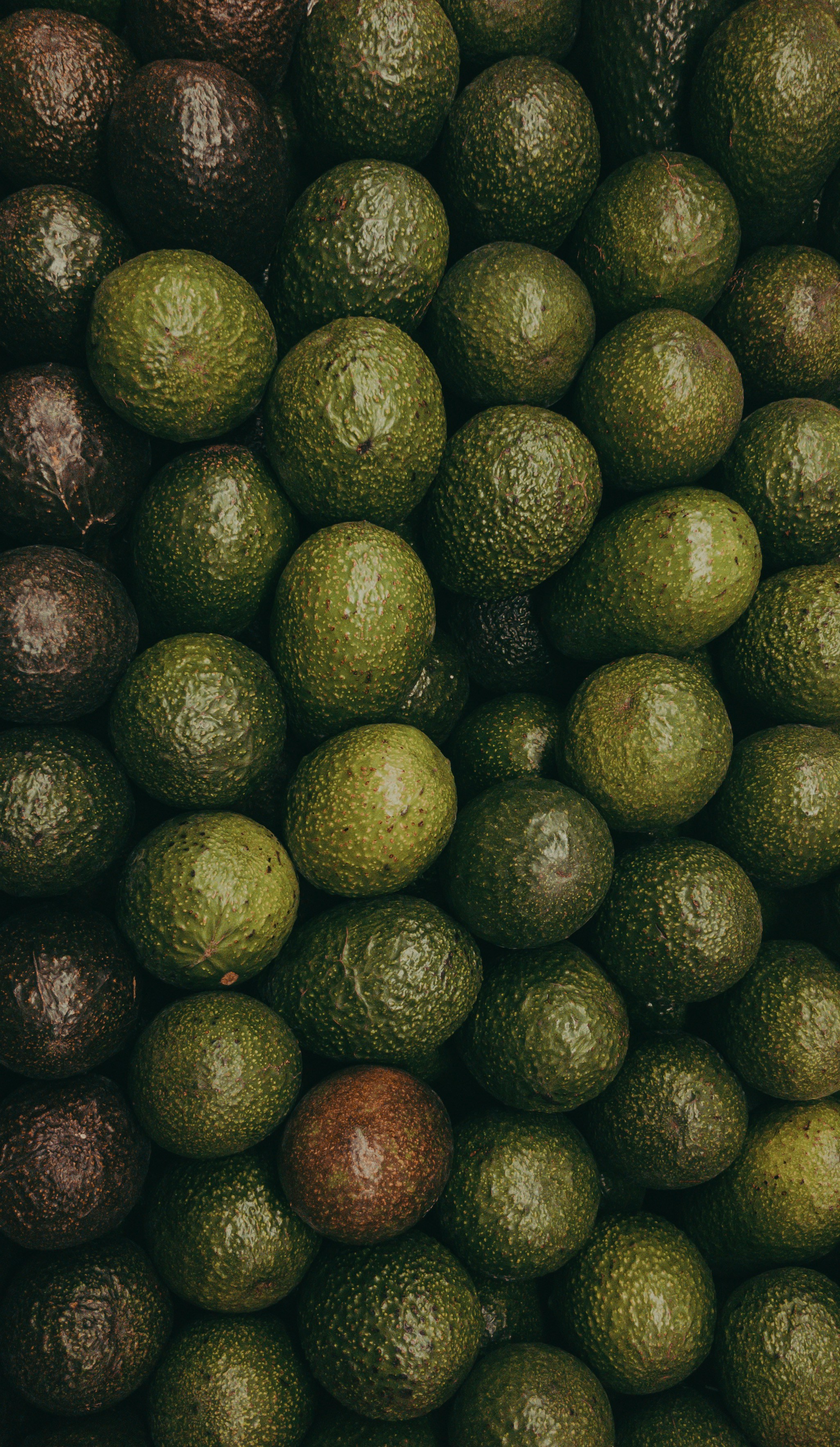 Palta